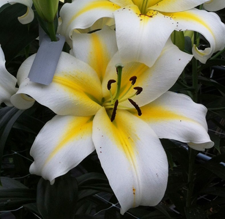 Лилия Будлайт ОТ-гибрид