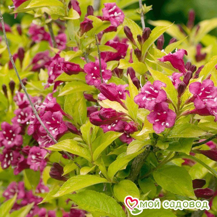 Вейгела цветущая "Рубидор"