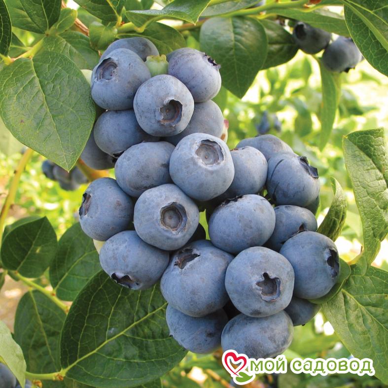 Голубика Торо