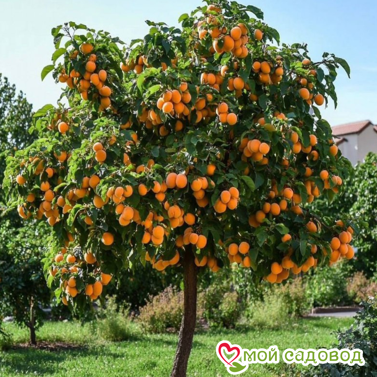 Абрикос Пекорче